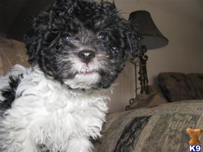 Puppies for Sale